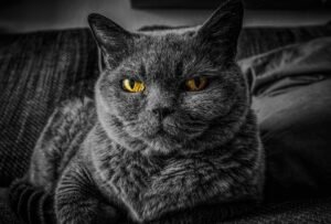Close-up of a gray cat with intense yellow eyes lying on a dark fabric surface.