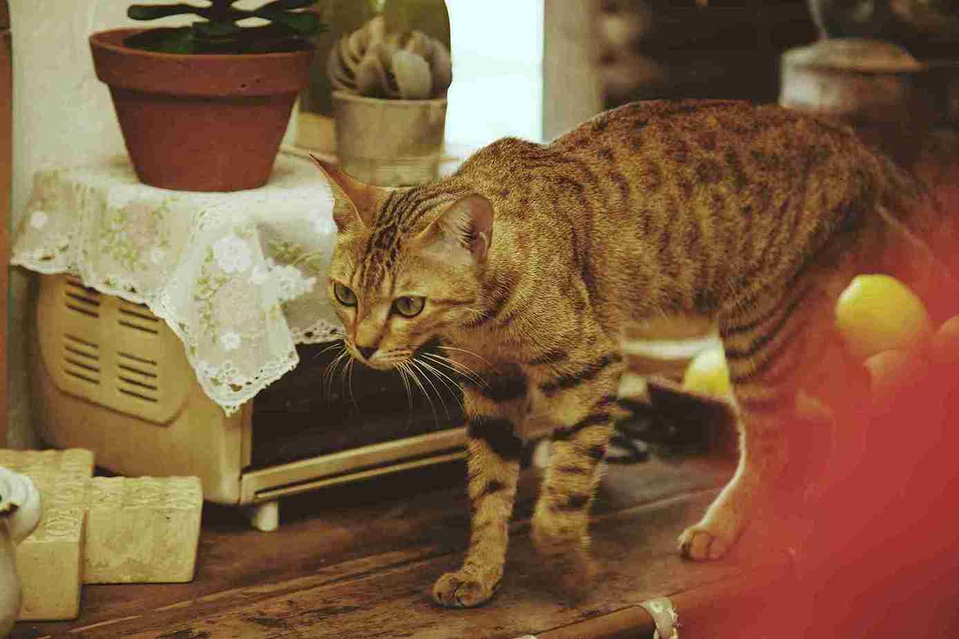 Collection of cat grooming essentials including a slicker brush, flea comb, shampoo, nail trimmer, and grooming gloves