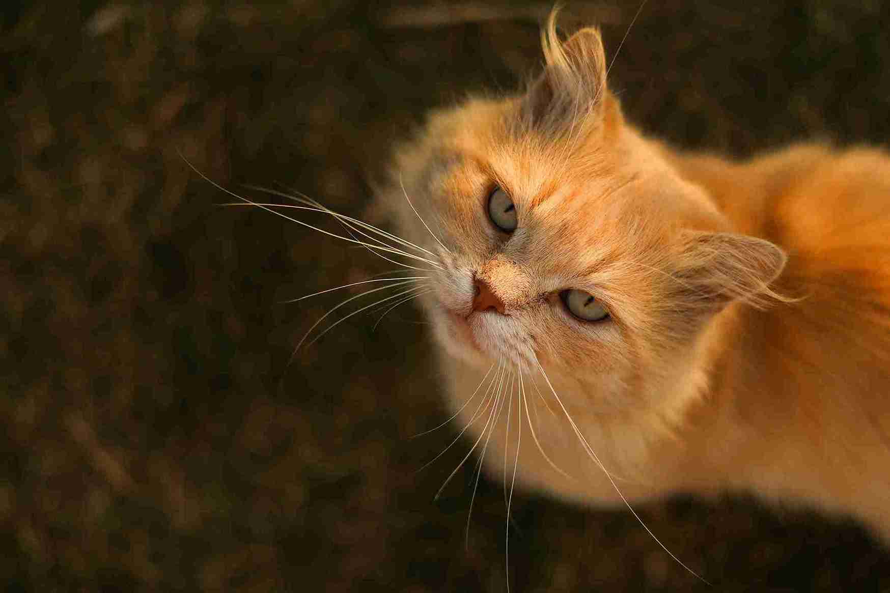 Why Do Cats Bite My Hair? Shocking Reasons Every Owner Should Know