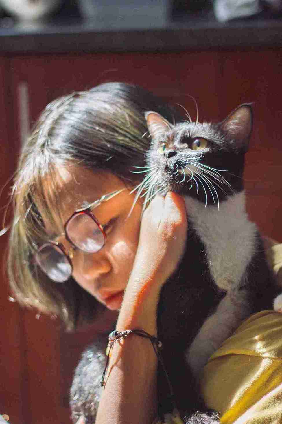 Cat playfully chewing its owner’s hair while sitting close to their head