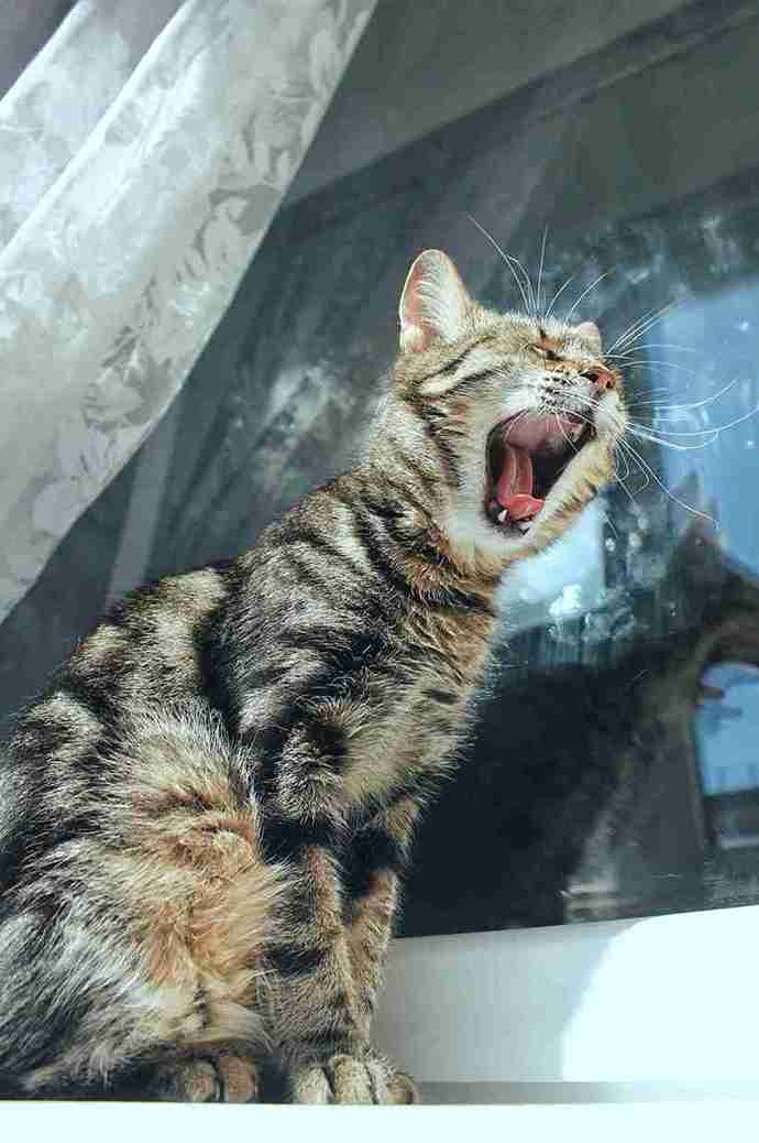 Veterinarian giving a calm indoor cat a rabies vaccination during a routine checkup