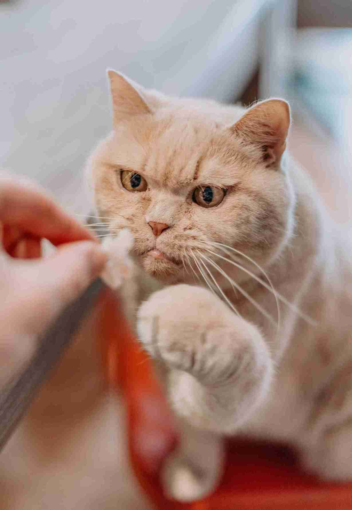 Close-up of a cat with a small spider nearby on a hardwood floor, illustrating potential petโspider encounters