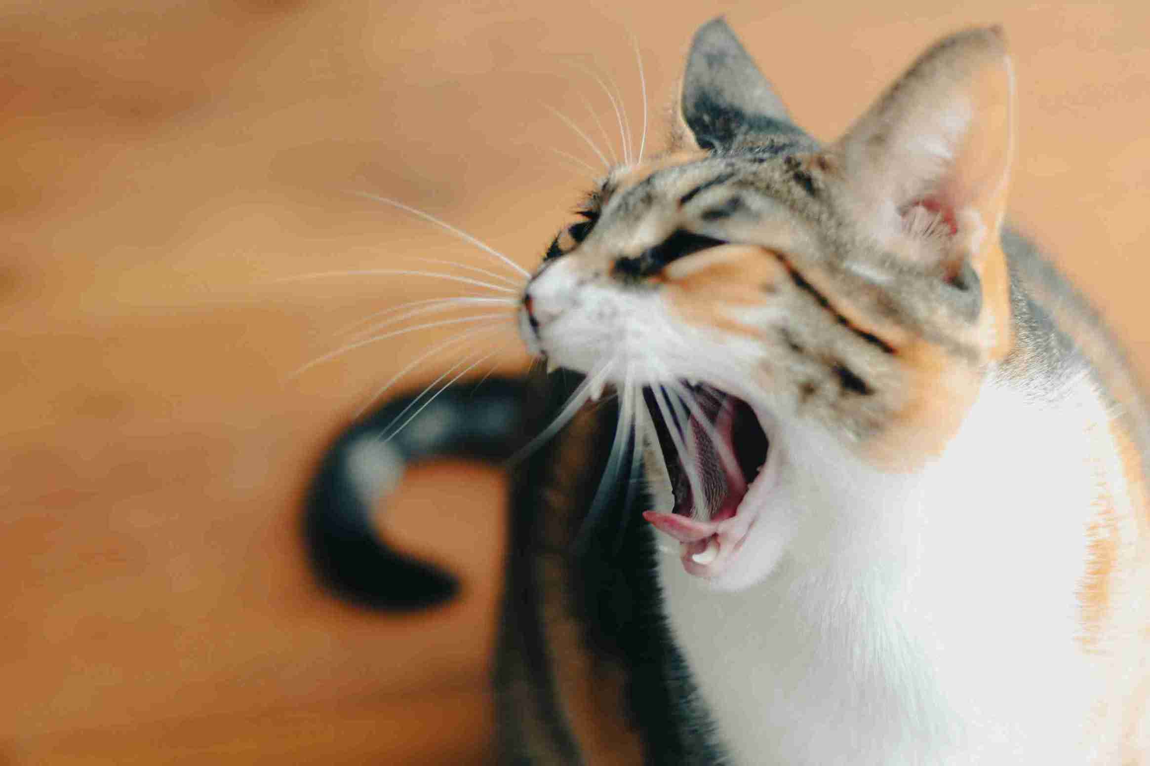 “Do Indoor Cats Need Rabies Shots? What Every Owner Must Know”