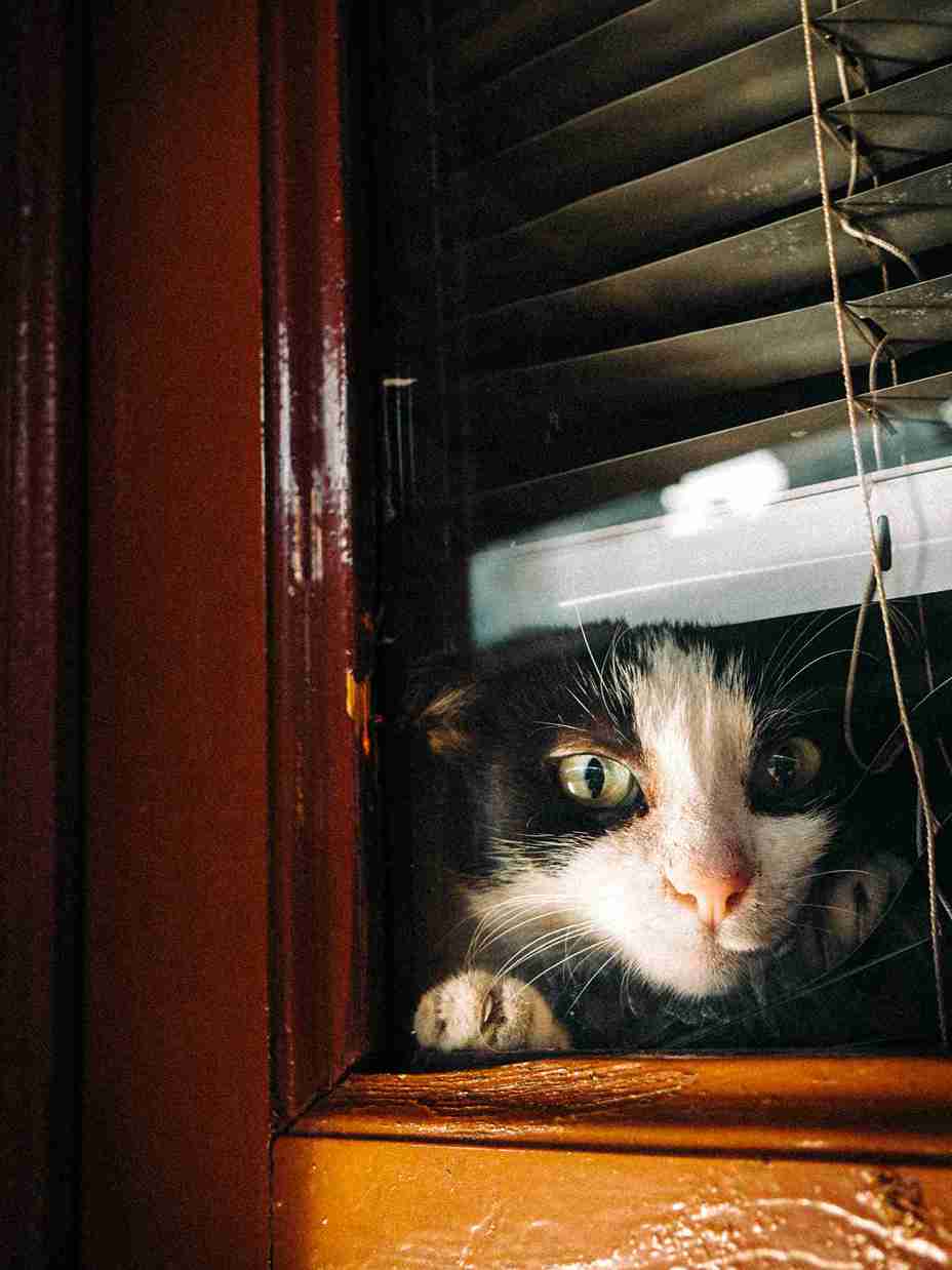 Indoor cat scratching due to fleas with flea prevention products in the background