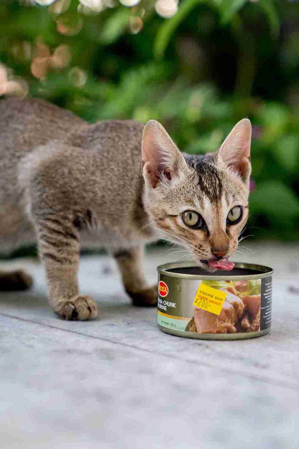 “Homemade cat food with chicken, pumpkin, and olive oil on a kitchen counter, ideal for cats needing weight gain.”