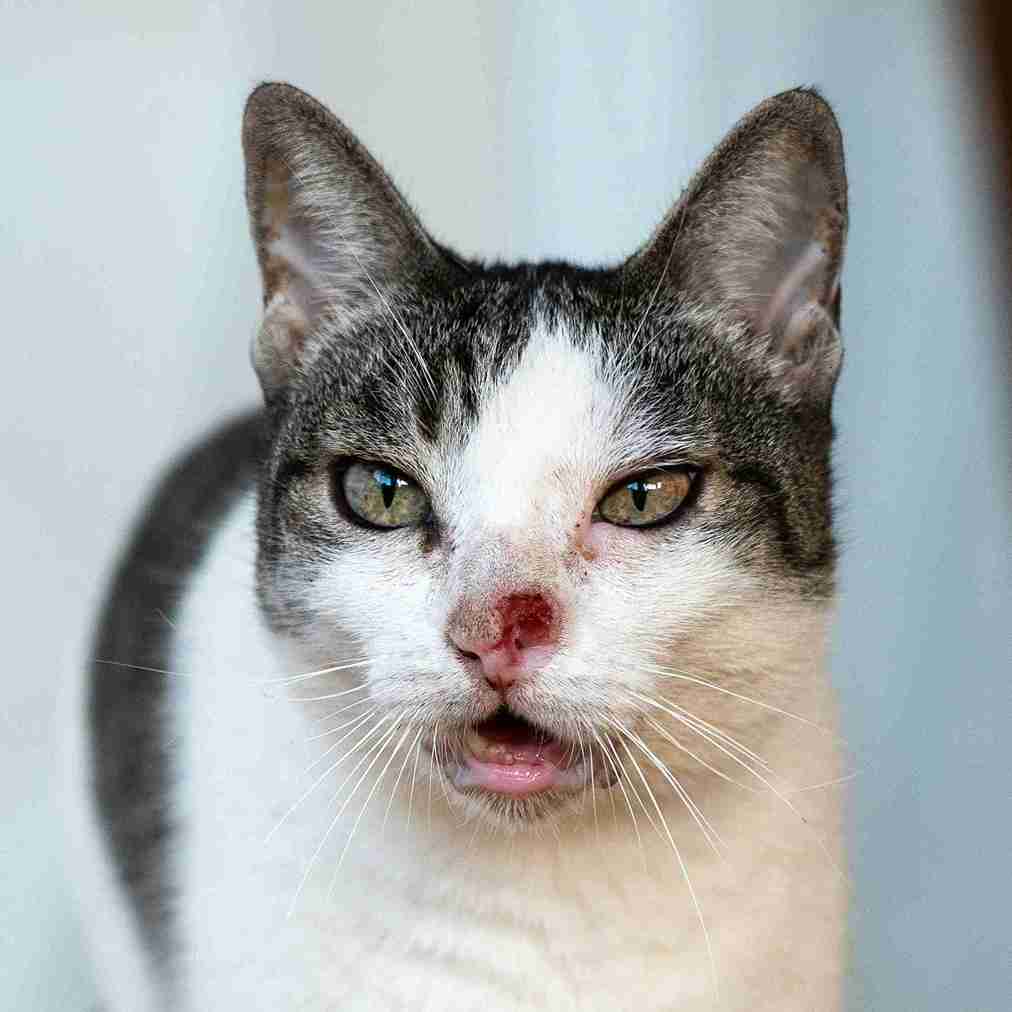 Ruptured Cat Bite Abscess: Symptoms, Treatment & Recovery Tips