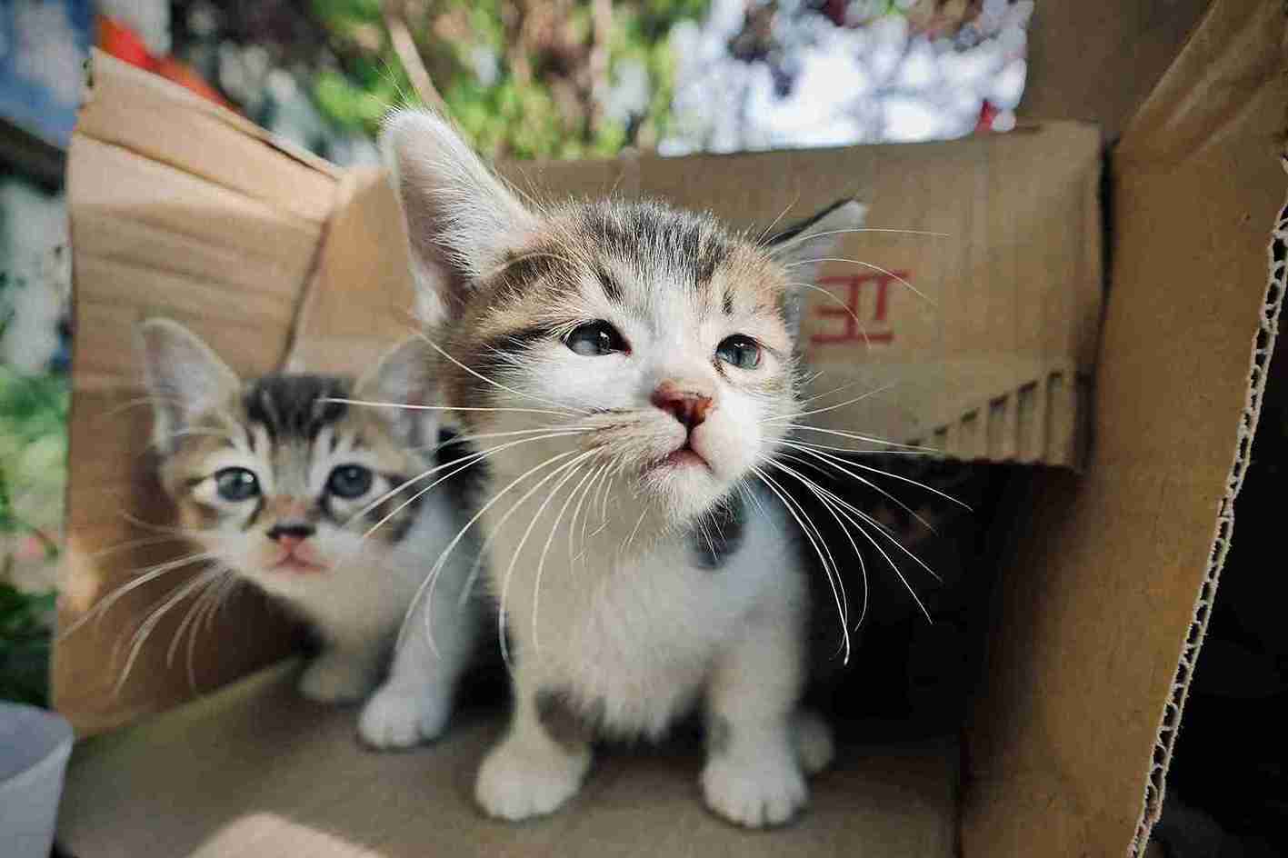 “Can Cats Share a Litter Box? 7 Surprising Facts You Must Know”