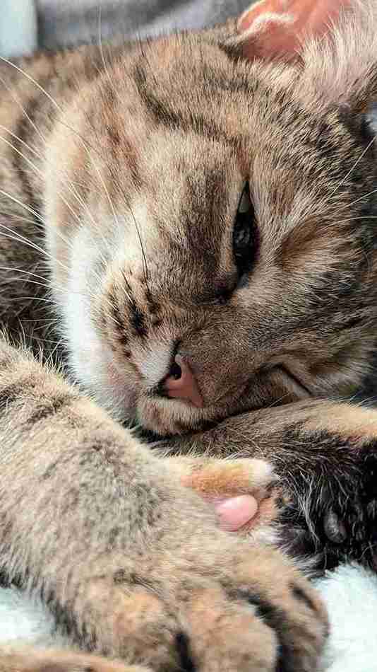 Essential oil bottles placed near a cat litter box to neutralize strong cat litter smells