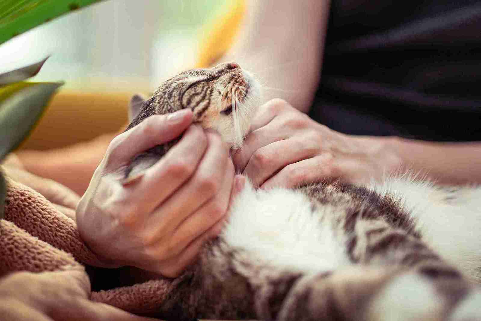 Do Indoor Cats Need Vaccines? Vet-Approved Guide You Must Read