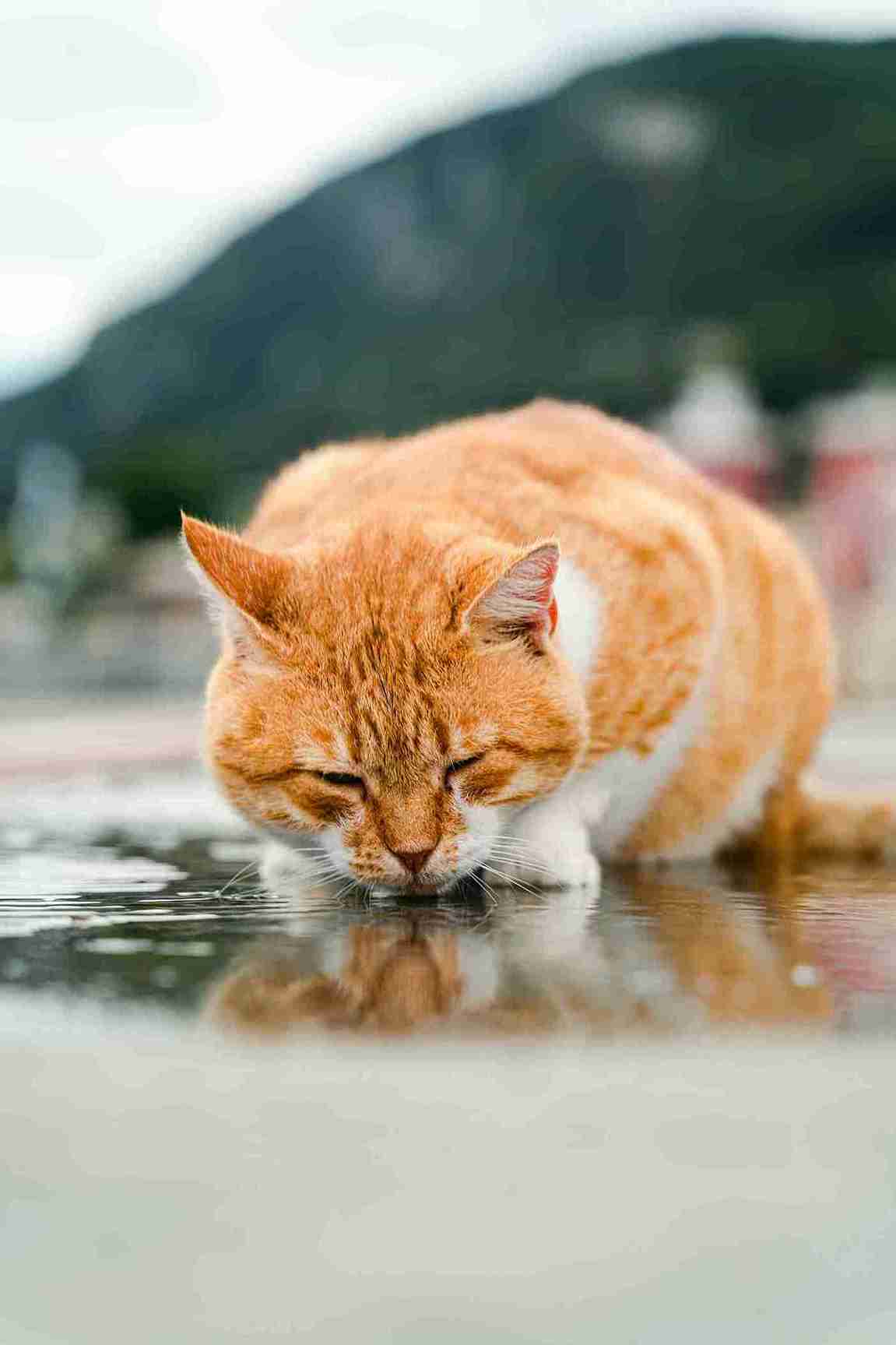 Cat Drinking a Lot of Water and Meowing Concerns
