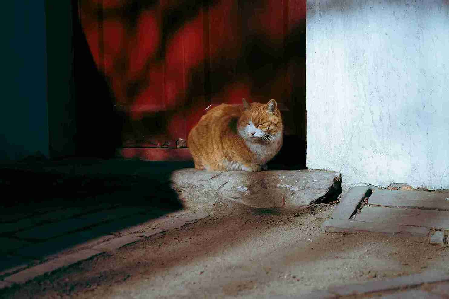 Vet examining an indoor cat for intestinal worms during a parasite checkup