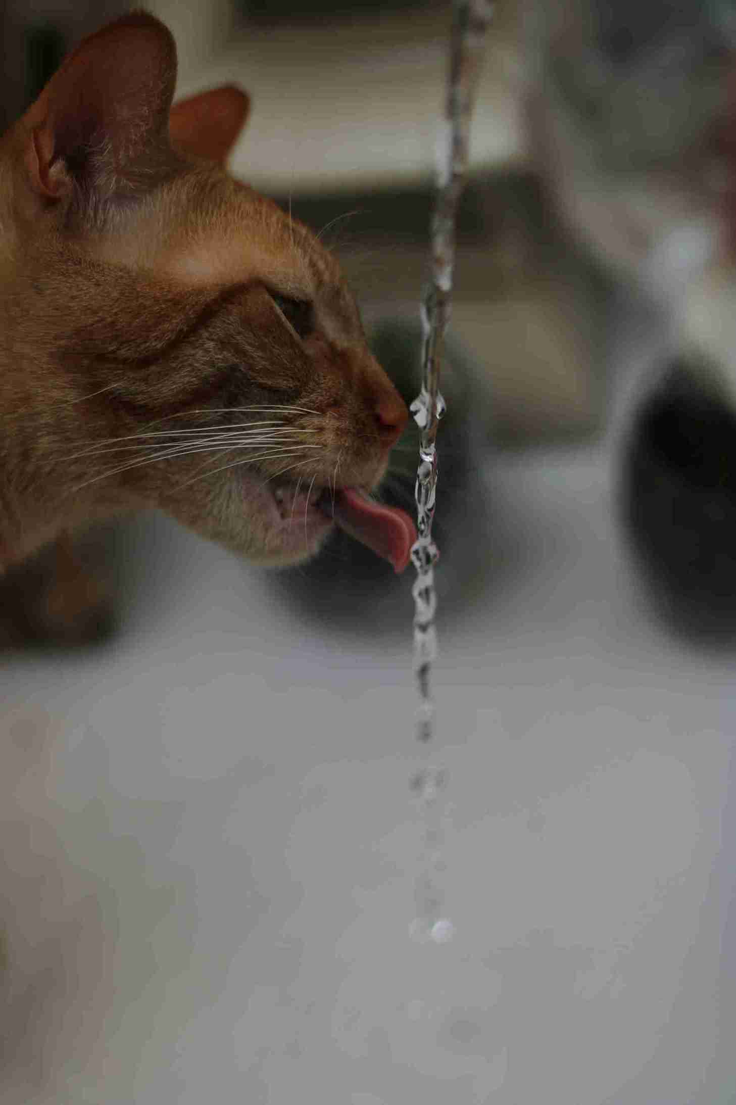 Cat drinking excessive water from a bowl while meowing loudly, showing unusual behavior
