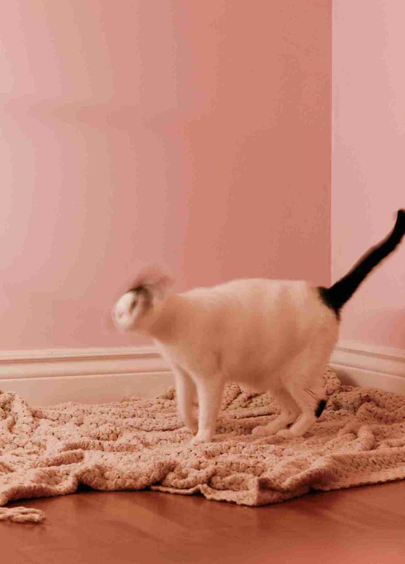 “Calm cat sitting near a carpet and using a wooden scratching post instead, in a cozy home setting.”