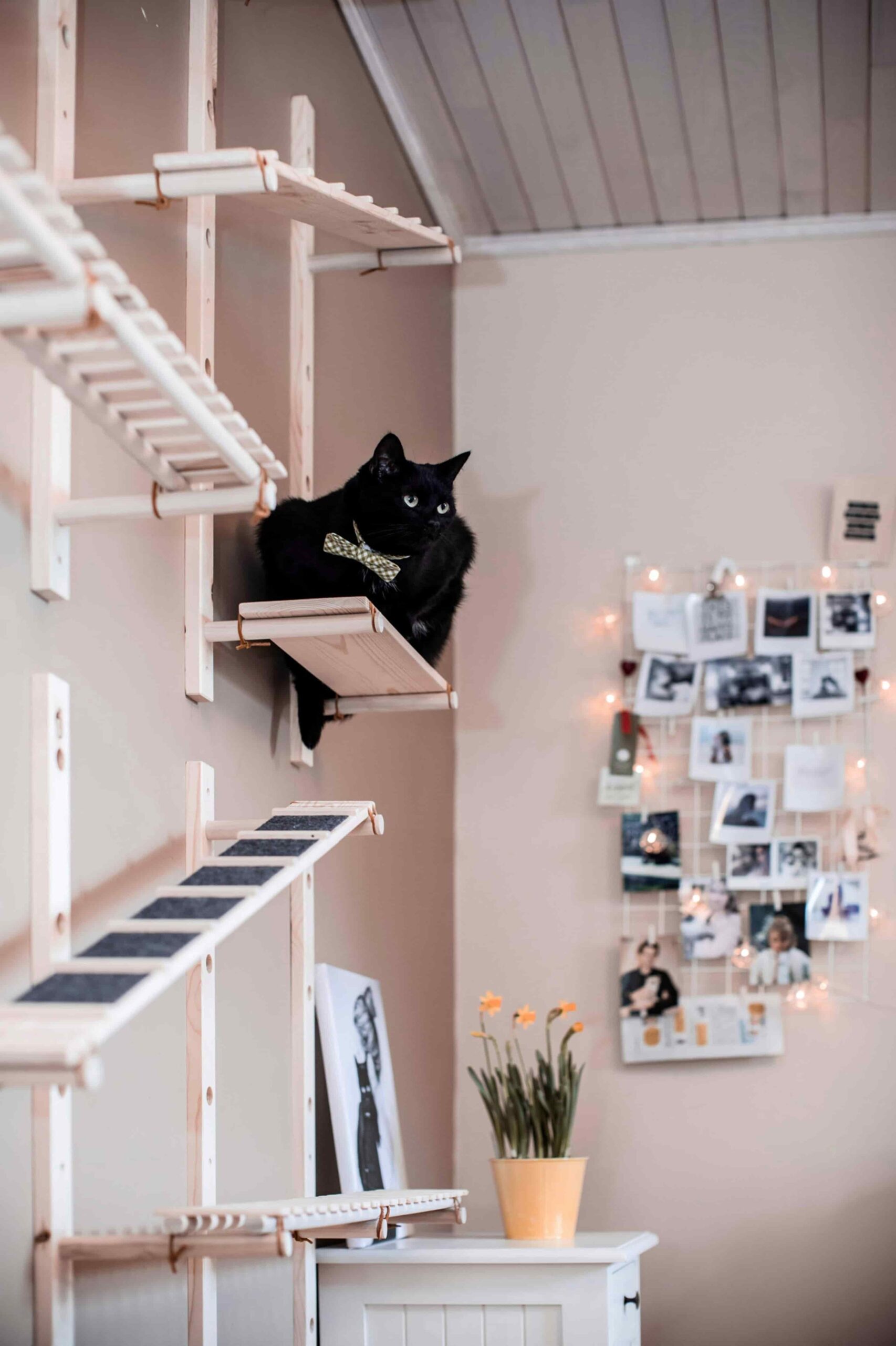 “10 Genius Floor to Ceiling Cat Furniture Ideas Your Feline Will Go Crazy For!”