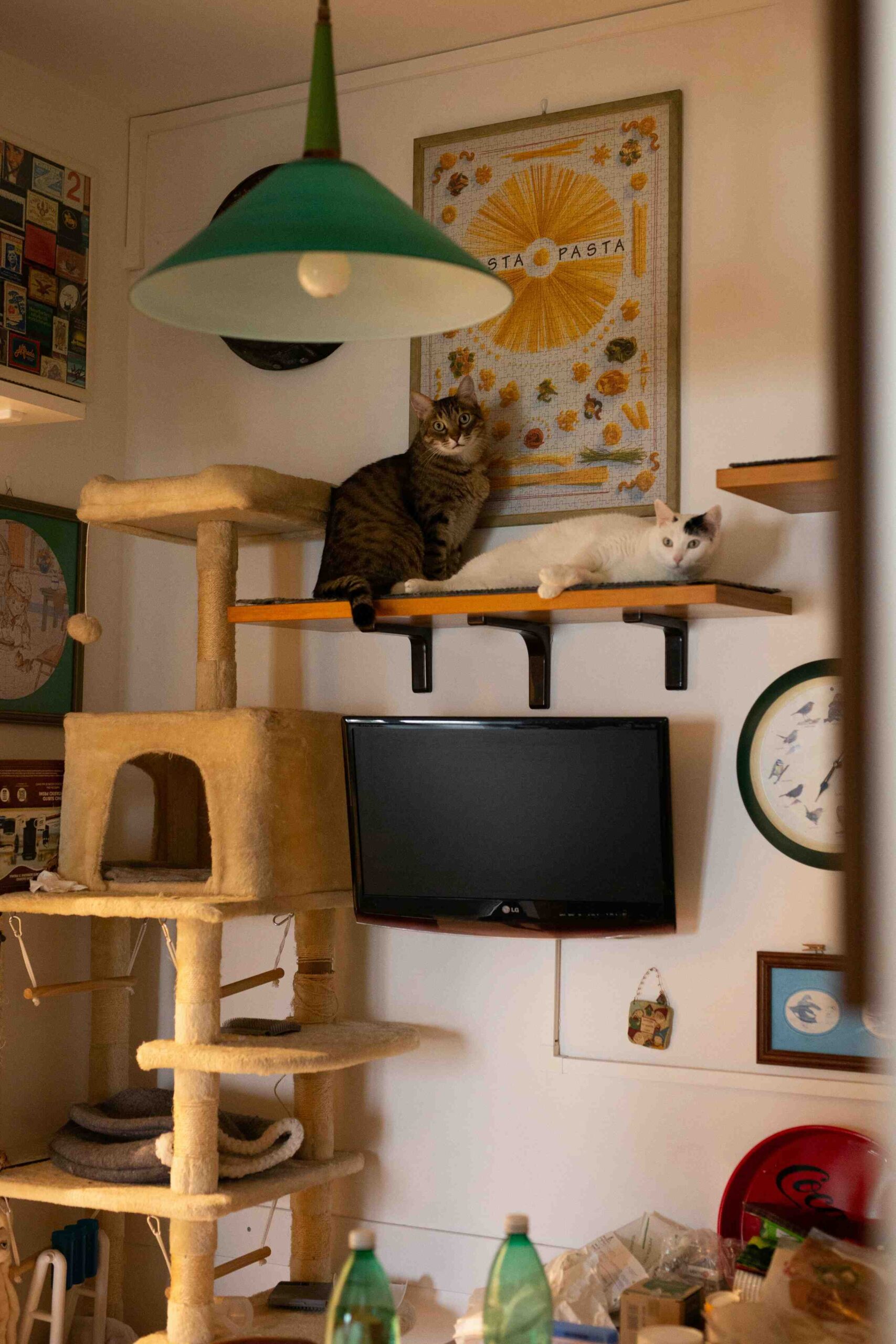 Adjustable floor to ceiling cat furniture with tension rods and platforms in a compact room