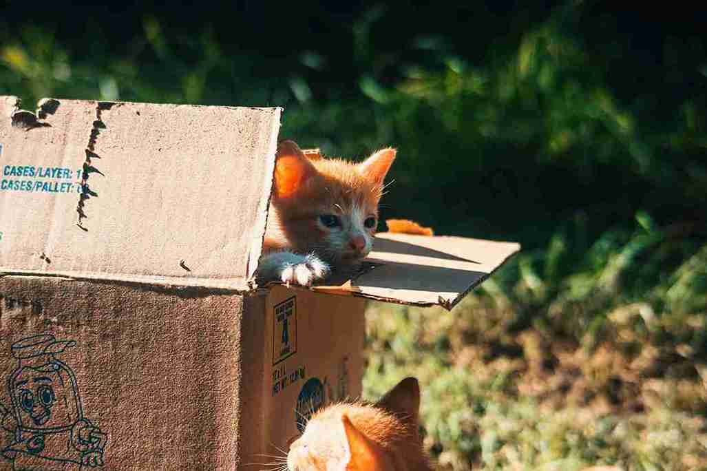 Cats using separate litter boxes with clean clumping litter in a home