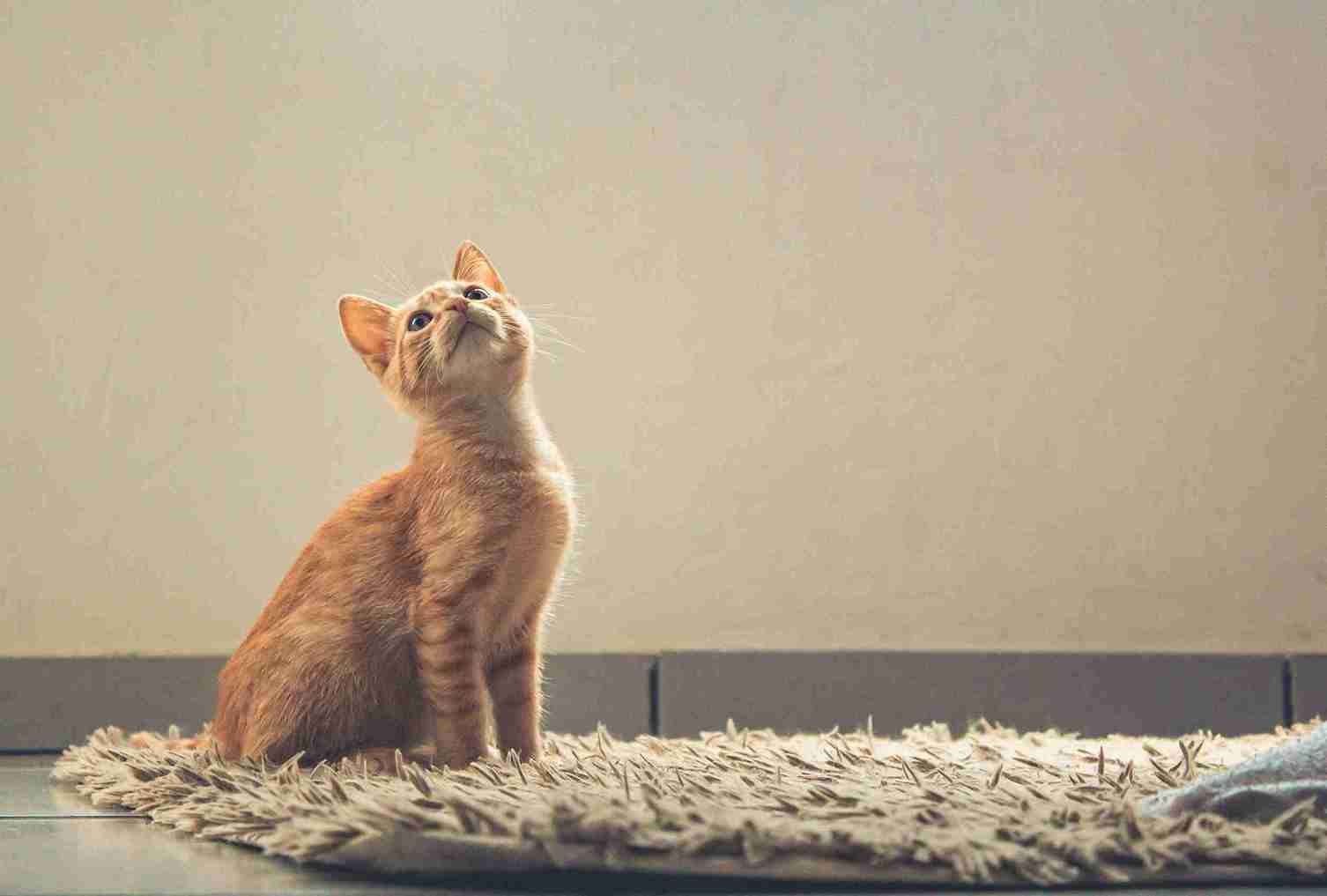 How Do Indoor Cats Get Worms? Surprising Hidden Risks Revealed