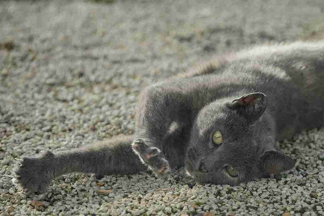 How to Stop Your Cat from Scratching the Carpet Effectively
