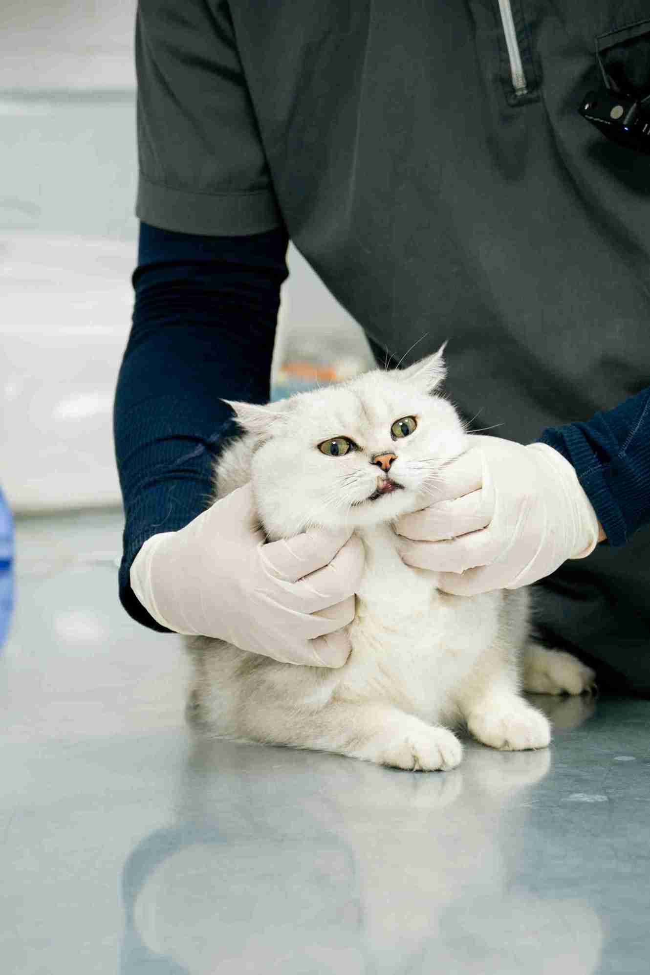 Veterinarian checking an indoor cat before giving core vaccinations