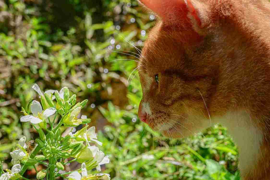 7 Essential Oil Scents That Kill Cat Litter Smell Fast