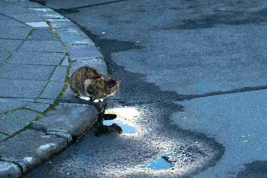 “7 Smart Ways Cat Litter Can Clean Up Oil Spills Fast”